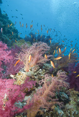 Fototapeta na wymiar Vibrant soft corals