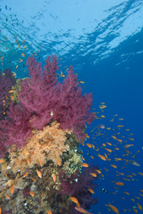 Vibrant soft corals