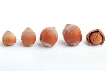 Row of hazelnuts of increasing size with cracked kernel