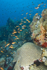 Tropical goldfish and coral reef