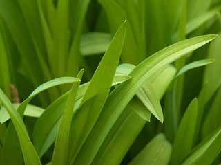 Obraz premium Plant Tips