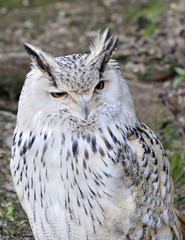 Buho siberiano.