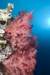 Fototapeta na wymiar Vibrant soft corals