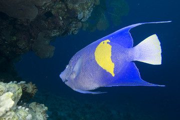 Yellowbar angelfish and coral reef.