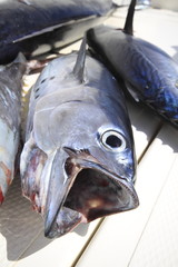 pesca traina praslin seychelles