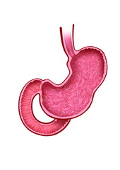Fototapeta premium Anatomía del estómago