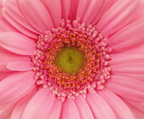 Pink gerbera background