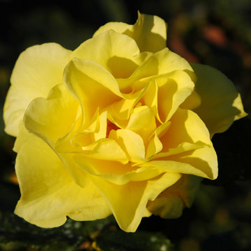 Rose jaune © arvernho