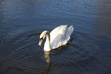 cygne