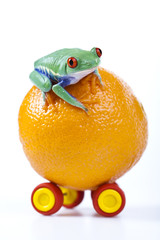 Frog on orange-car