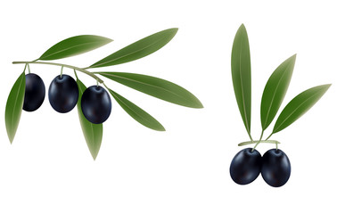 Vector illustration. Three branches of black olives.