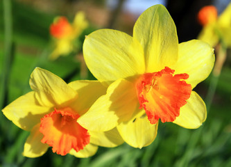 Fototapeta premium Yellow spring flowers