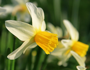 Fototapeta premium Spring flowers