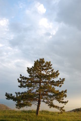 Obraz premium Albero al tramonto