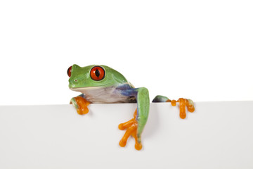 Frame frog