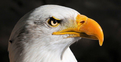 Seeadler
