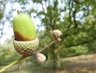 Acorn
