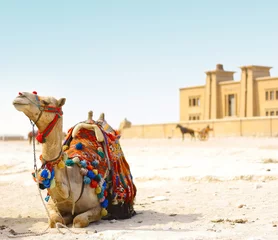 Fotobehang Camel © Dudarev Mikhail