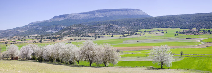 Ribera del Duero (panorama) © Ana Tramont