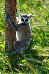 Lemur Monkey Animal Cute Fur Ape sweet