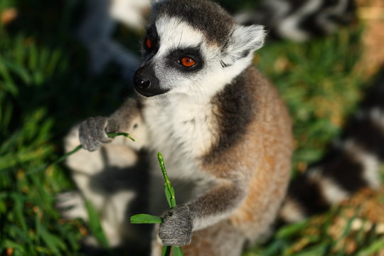 Lemur Monkey Animal Cute Fur Ape sweet