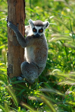 Lemur Monkey Animal Cute Fur Ape sweet