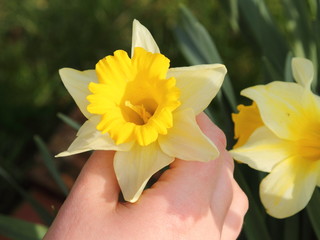 Hand picking a daffodil