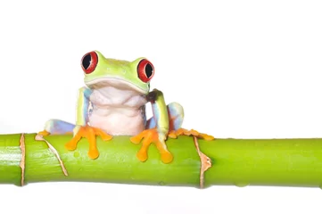 Crédence de cuisine en verre imprimé Grenouille red eyed tree frog on bamboo