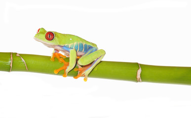 red eyed tree frog