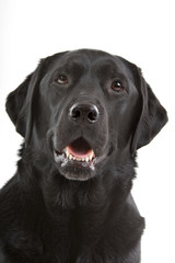 Fototapeta na wymiar head of a black labrador retriever isolated on a white