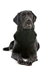 black labrador retriever isolated on a white background