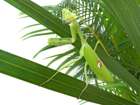 Praying Mantis