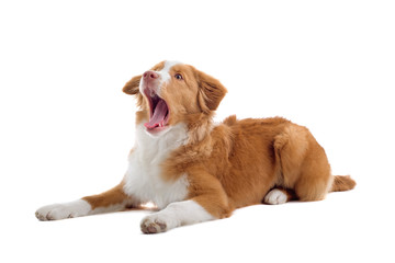 Nova Scotia Duck Tolling Retriever with his mouth open - obrazy, fototapety, plakaty