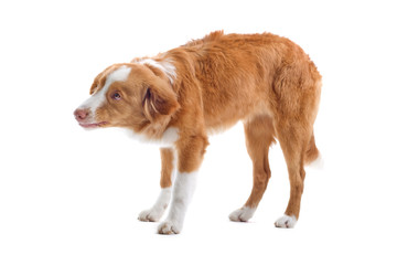 Nova Scotia Duck Tolling Retriever isolated on white