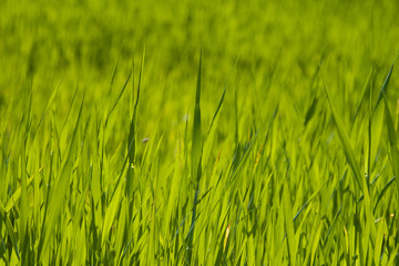 prados verdes primavera costa brava 6