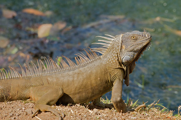 Green iguana basking in the sun by a pond in Costa Rica.