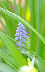 bluebell