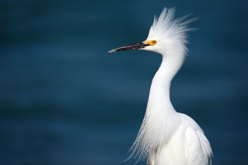 Snowy Egret Displaying Dominant Behavior
