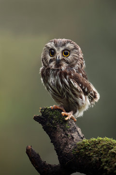 Saw-Whet Owl
