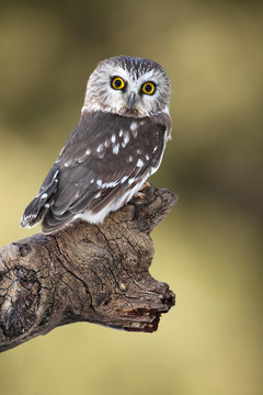 Curious Critter