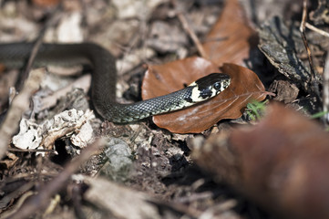 Ringelnatter - Natrix natrix