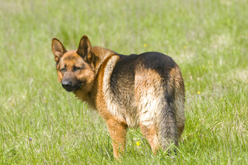 berger allemand dans la prairie