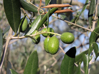 an olive branch with ripe olives - symbol of health and peace
