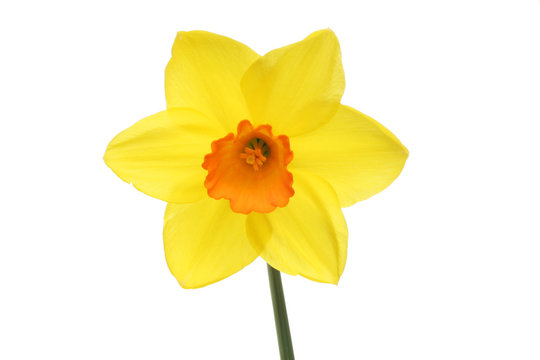 Yellow daffodil flower