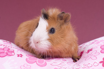 adorable cobaye sur un coussin rose