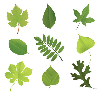 Set of leaves of various trees