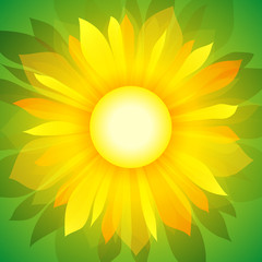Sunflower on green (vector background)