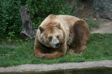 Obraz na płótnie Canvas Brown bear in Zoo, Berlin