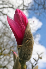 magnolia bud
