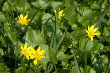 Fototapeta premium Blühendes Scharbockskraut im Frühling